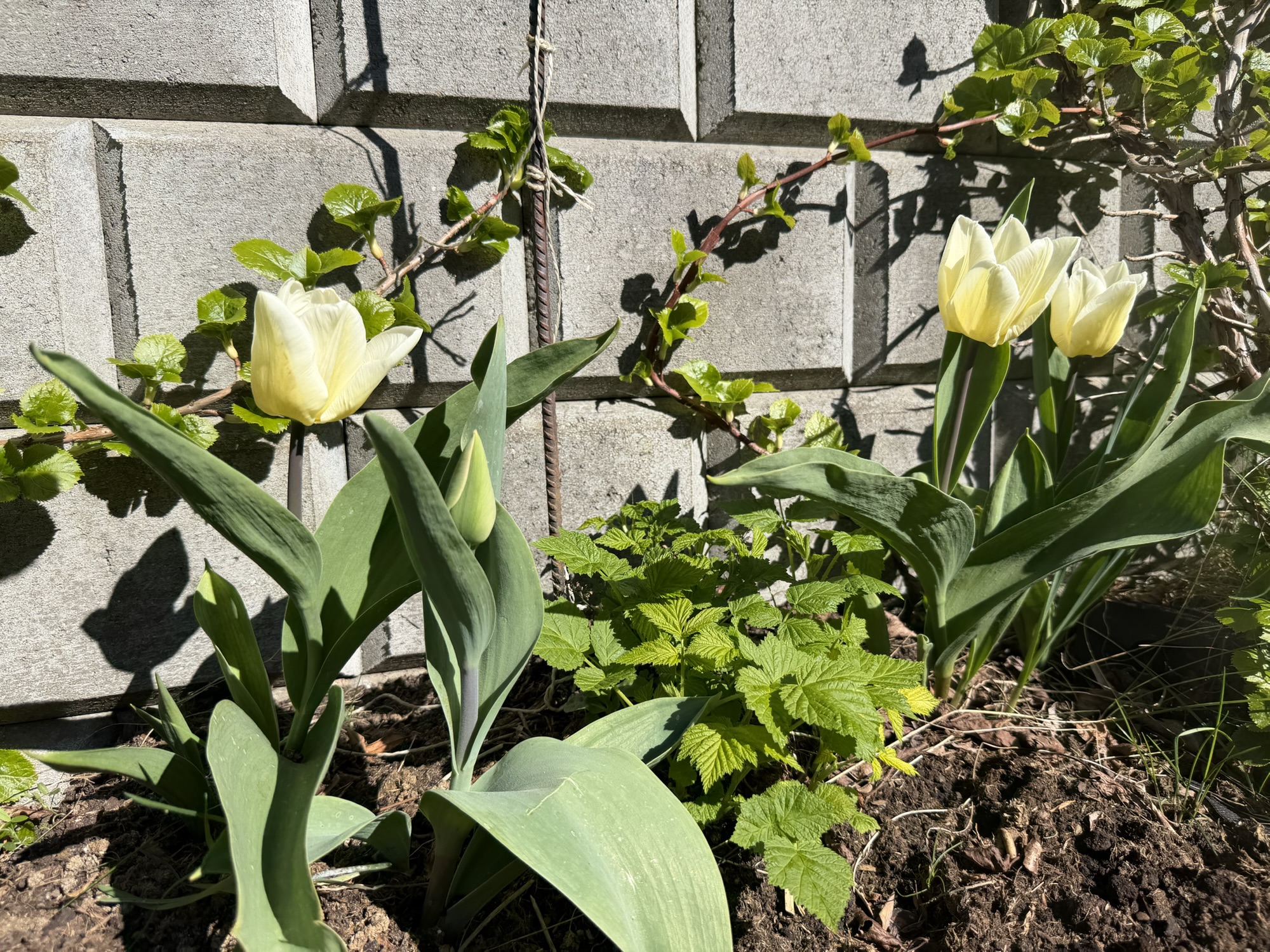 Nu myldrer foråret frem - tulipaner